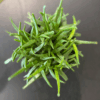 gg 44 bergeranthus 9542