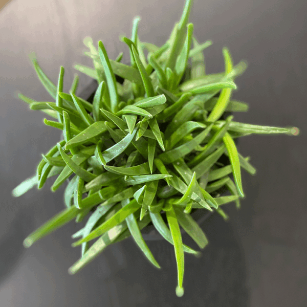 gg 44 bergeranthus 9542
