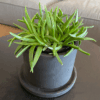 gg 45 bergeranthus 9539
