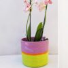 mia mélange | cesto cylinder tropical cor pistachio, mustard stripe & berry purple