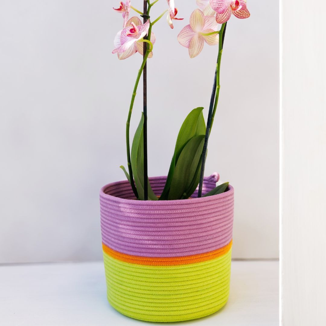 mia mélange | cesto cylinder tropical cor pistachio, mustard stripe & berry purple