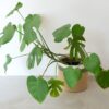 mia mélange | cesto cylinder jute jungle, cor olive jute jungle