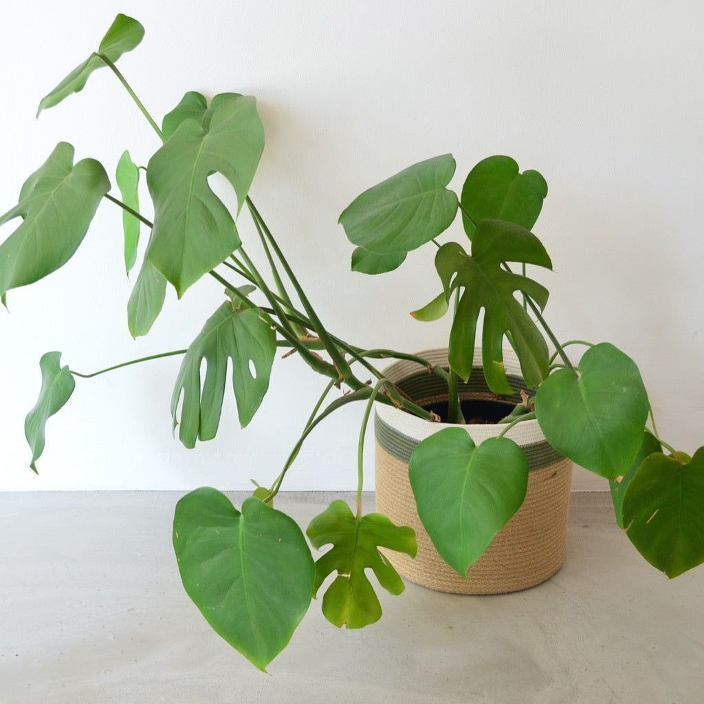 mia mélange | cesto cylinder jute jungle, cor olive jute jungle