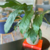 green gorilla | syngonium ngern laima