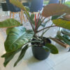 green gorilla | syngonium ngern laima