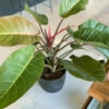 green gorilla | syngonium ngern laima