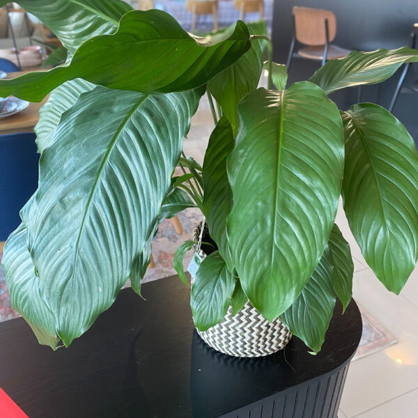 green gorilla | syngonium ngern laima