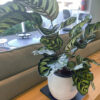 green gorilla | syngonium ngern laima