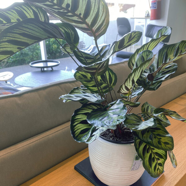 green gorilla | syngonium ngern laima