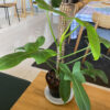 green gorilla | syngonium ngern laima