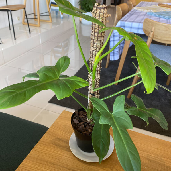 green gorilla | syngonium ngern laima