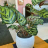 green gorilla | syngonium ngern laima