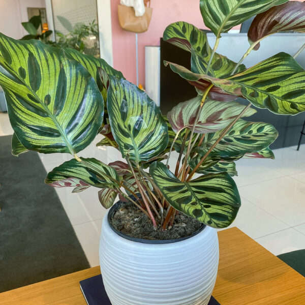 green gorilla | syngonium ngern laima