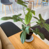 green gorilla | syngonium ngern laima