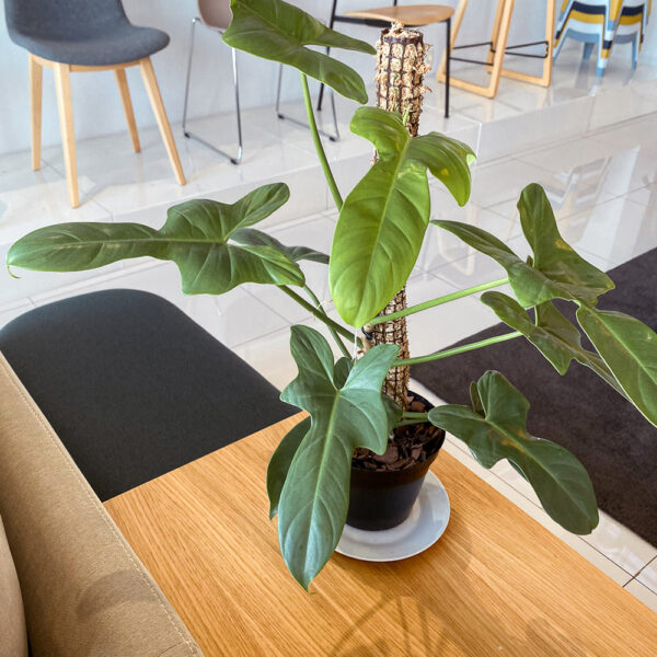 green gorilla | syngonium ngern laima