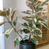 green gorilla | syngonium ngern laima