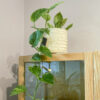 green gorilla | syngonium ngern laima