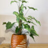 green gorilla | syngonium ngern laima