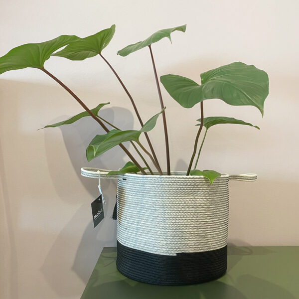 green gorilla | syngonium ngern laima