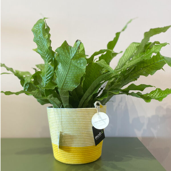green gorilla | syngonium ngern laima