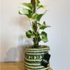 green gorilla | syngonium ngern laima