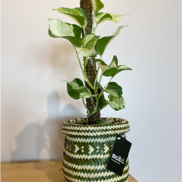 green gorilla | syngonium ngern laima