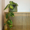 green gorilla | syngonium ngern laima