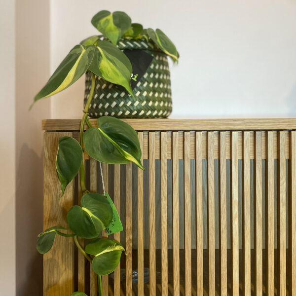 green gorilla | syngonium ngern laima