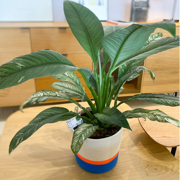 green gorilla | syngonium ngern laima