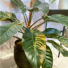 green gorilla | syngonium ngern laima