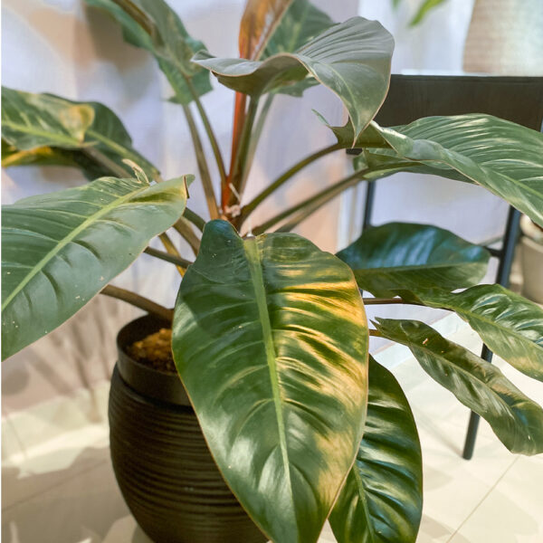 green gorilla | syngonium ngern laima