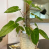 green gorilla | syngonium ngern laima