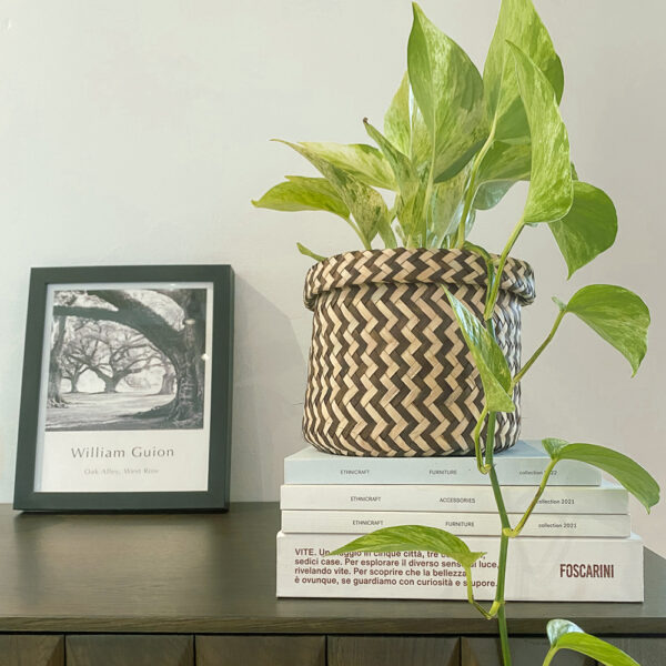 green gorilla | syngonium ngern laima