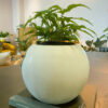 green gorilla | syngonium ngern laima