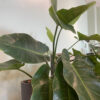 green gorilla | syngonium ngern laima