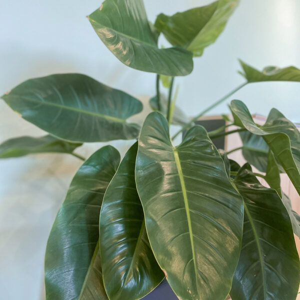 green gorilla | syngonium ngern laima