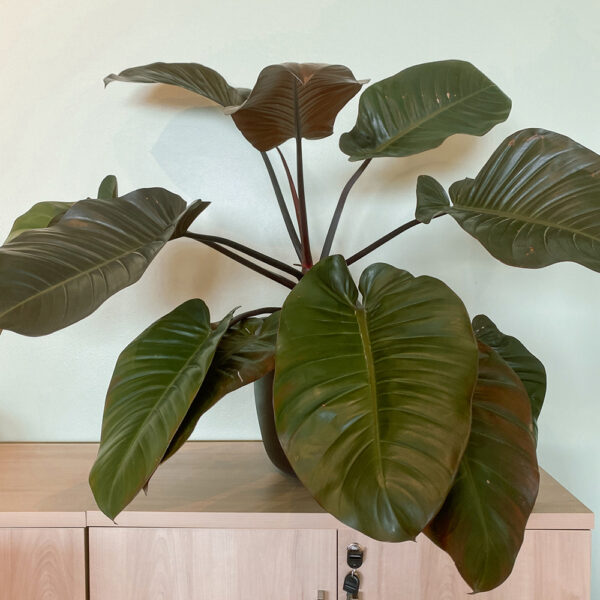 green gorilla | syngonium ngern laima