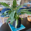 green gorilla | syngonium ngern laima