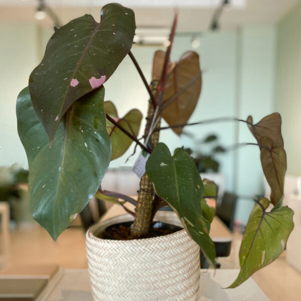 green gorilla | syngonium ngern laima