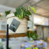 green gorilla | syngonium ngern laima