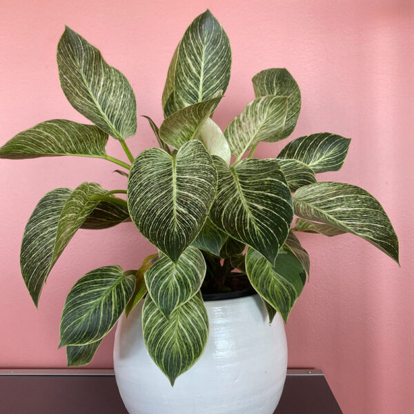 green gorilla | syngonium ngern laima