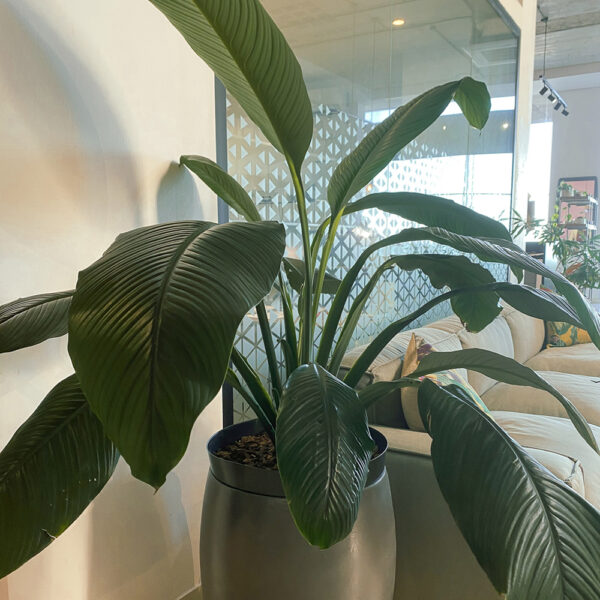 green gorilla | syngonium ngern laima
