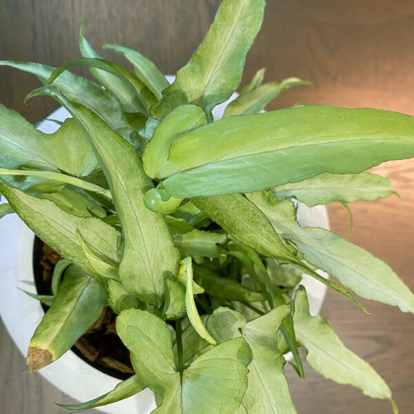 green gorilla | syngonium ngern laima
