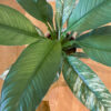 green gorilla | syngonium ngern laima