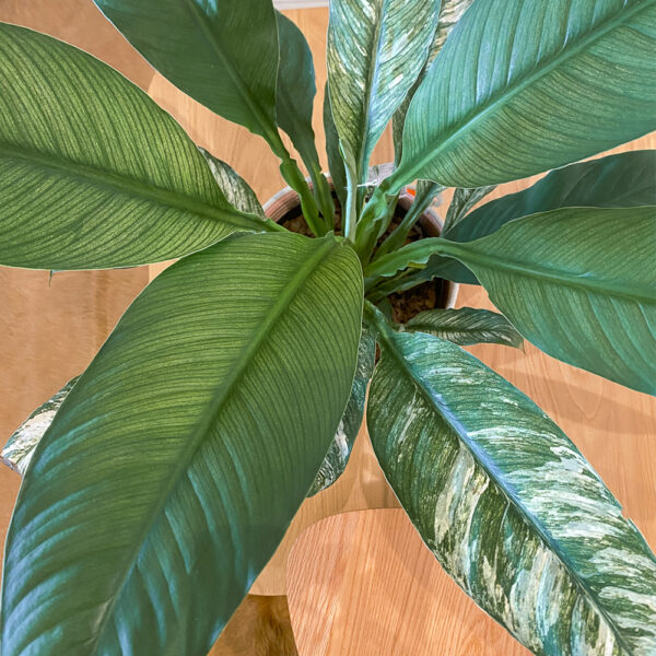 green gorilla | syngonium ngern laima