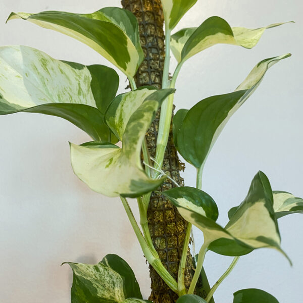green gorilla | syngonium ngern laima