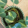 green gorilla | syngonium ngern laima
