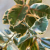 green gorilla | syngonium ngern laima