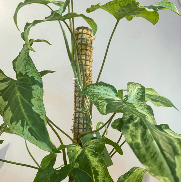 green gorilla | syngonium ngern laima