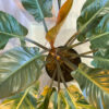 green gorilla | syngonium ngern laima